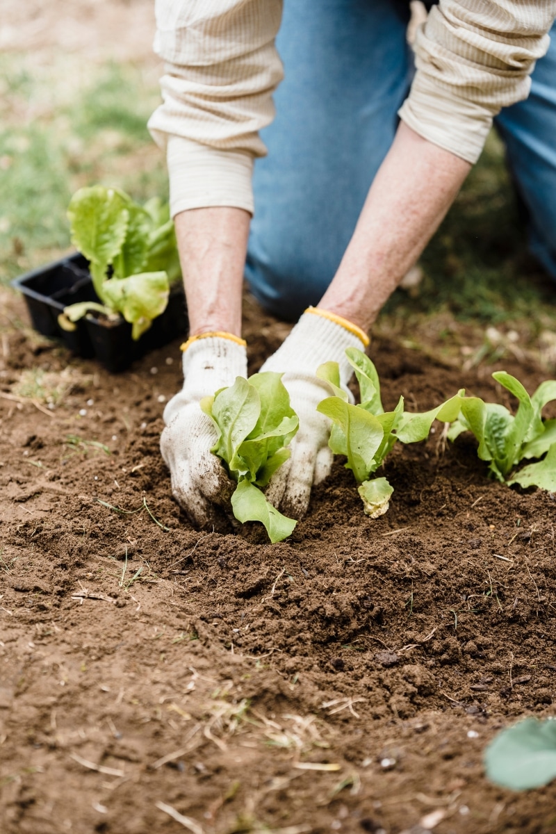 Préparer son potager pour l'hiver