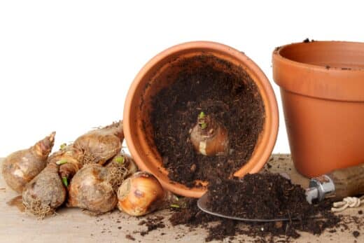 À épingler : Protégez vos bulbes des frimas de l’hiver avec ces astuces infaillibles pour un printemps florissant !