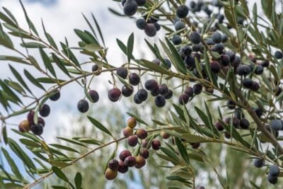 Protégez vos oliviers cet hiver ! Méthodes infaillibles pour un paillage et hivernage réussis !