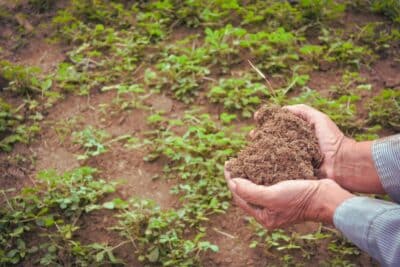 Quel fumier pour votre sol en hiver ? Le meilleur choix pour protéger vos plantes !