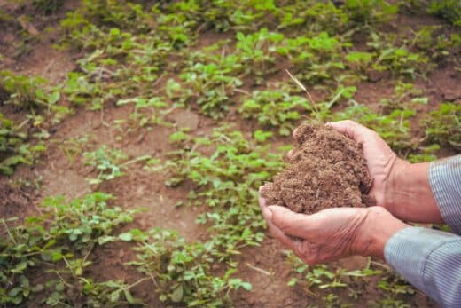 À épingler : Quel fumier pour votre sol en hiver ? Le meilleur choix pour protéger vos plantes !