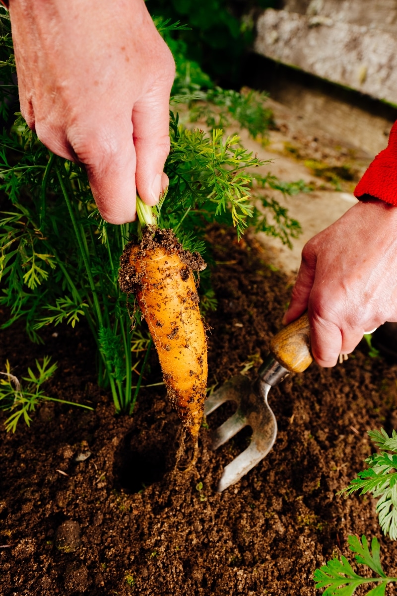 Récolter les légumes d'hiver