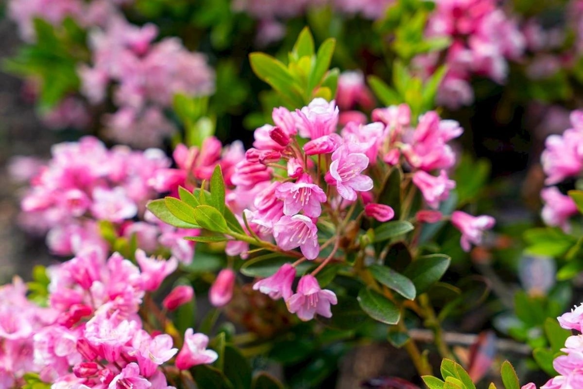 Rhododendron Bloombux : l'arbuste qui brave le froid et égaye votre jardin !