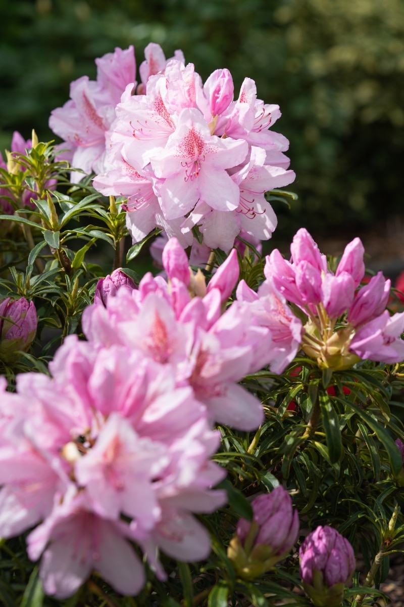 Rhododendron