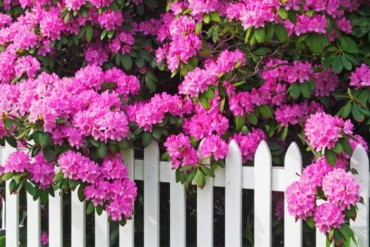 À épingler : Rhododendrons en hiver : les étapes clés pour assurer sa survie et un printemps coloré !
