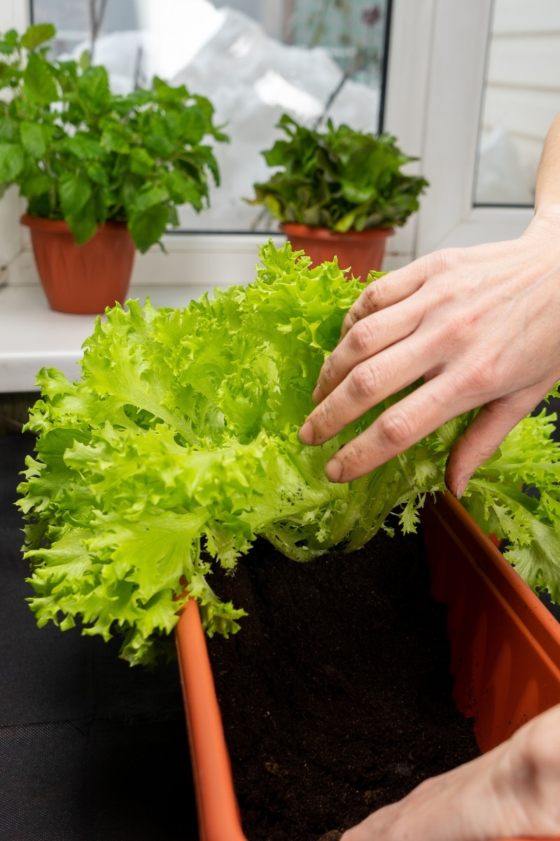 Salade en pot