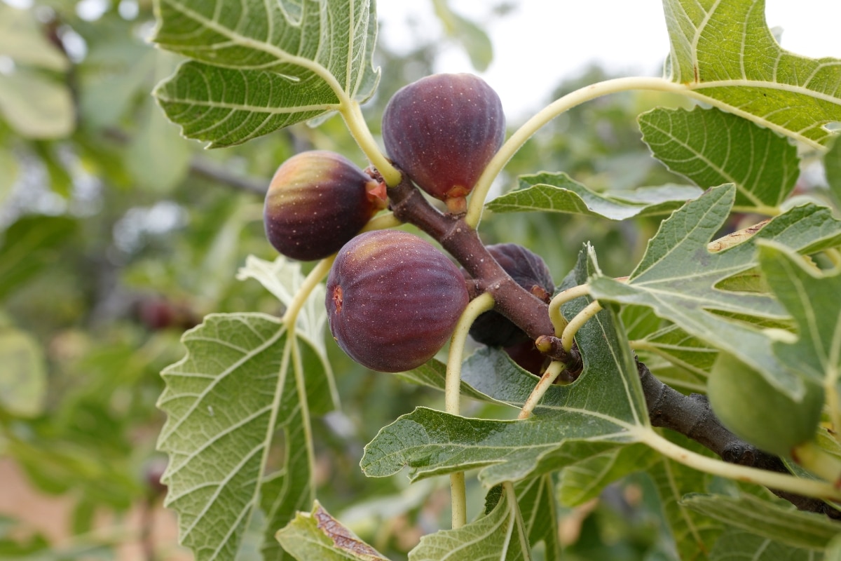 Secrets de jardinier : boostez votre figuier avec ces engrais naturels étonnants !