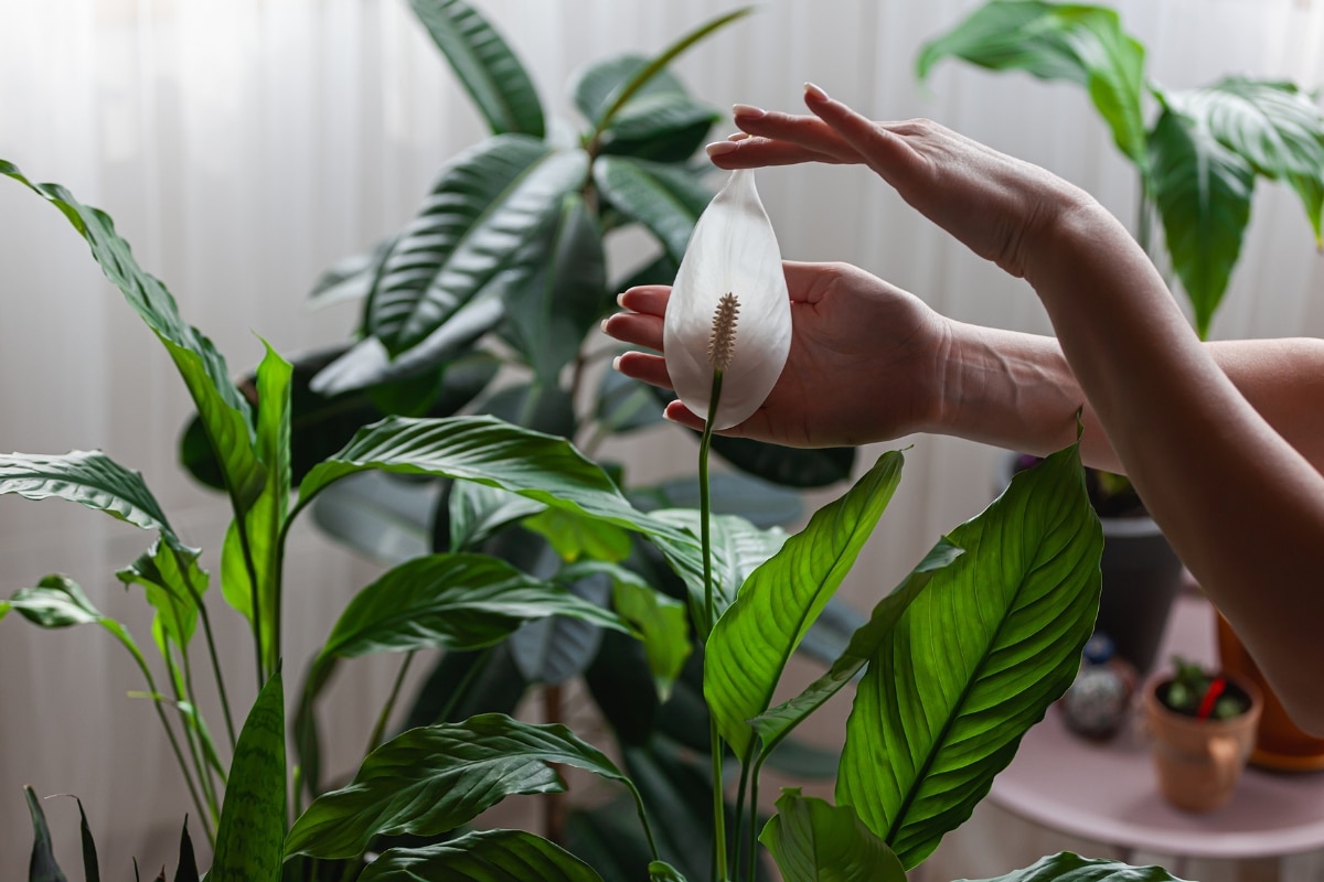 Spathiphyllum : secrets pour une culture en intérieur réussie et floraison garantie !