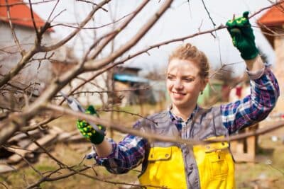 Tailler ses arbres fruitiers en hiver ? Les étapes cruciales pour une future récolte abondante !