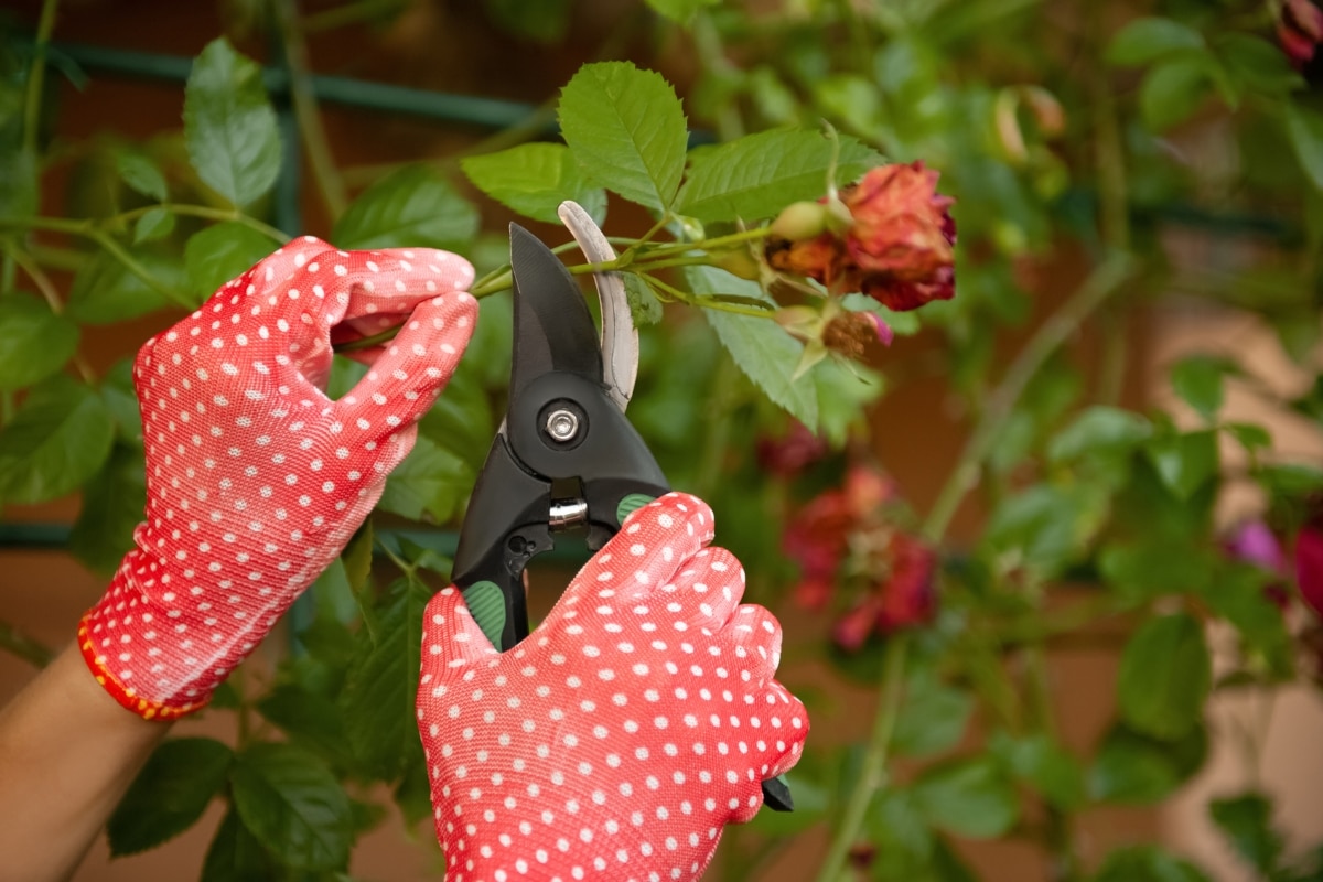 Tailler ses rosiers en décembre ? Les meilleures méthodes pour un jardin fleurissant !