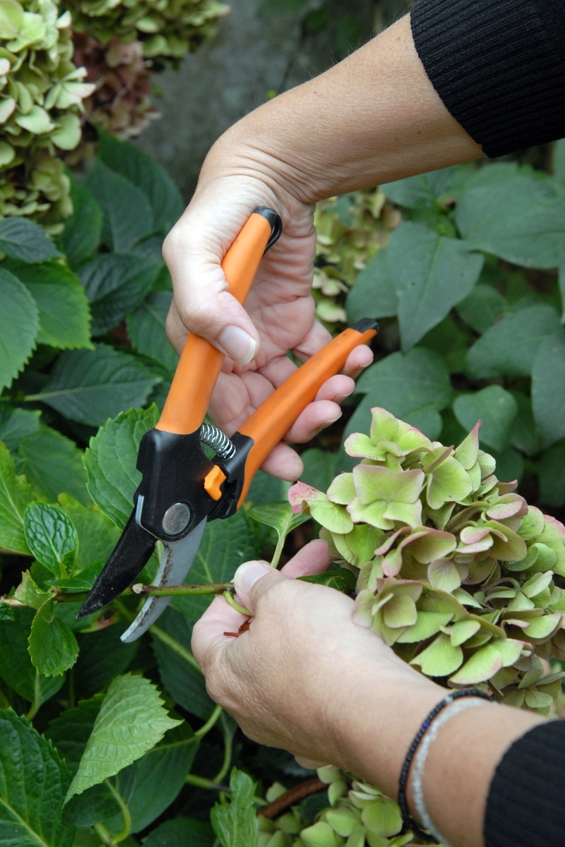 Tailler un Hortensia