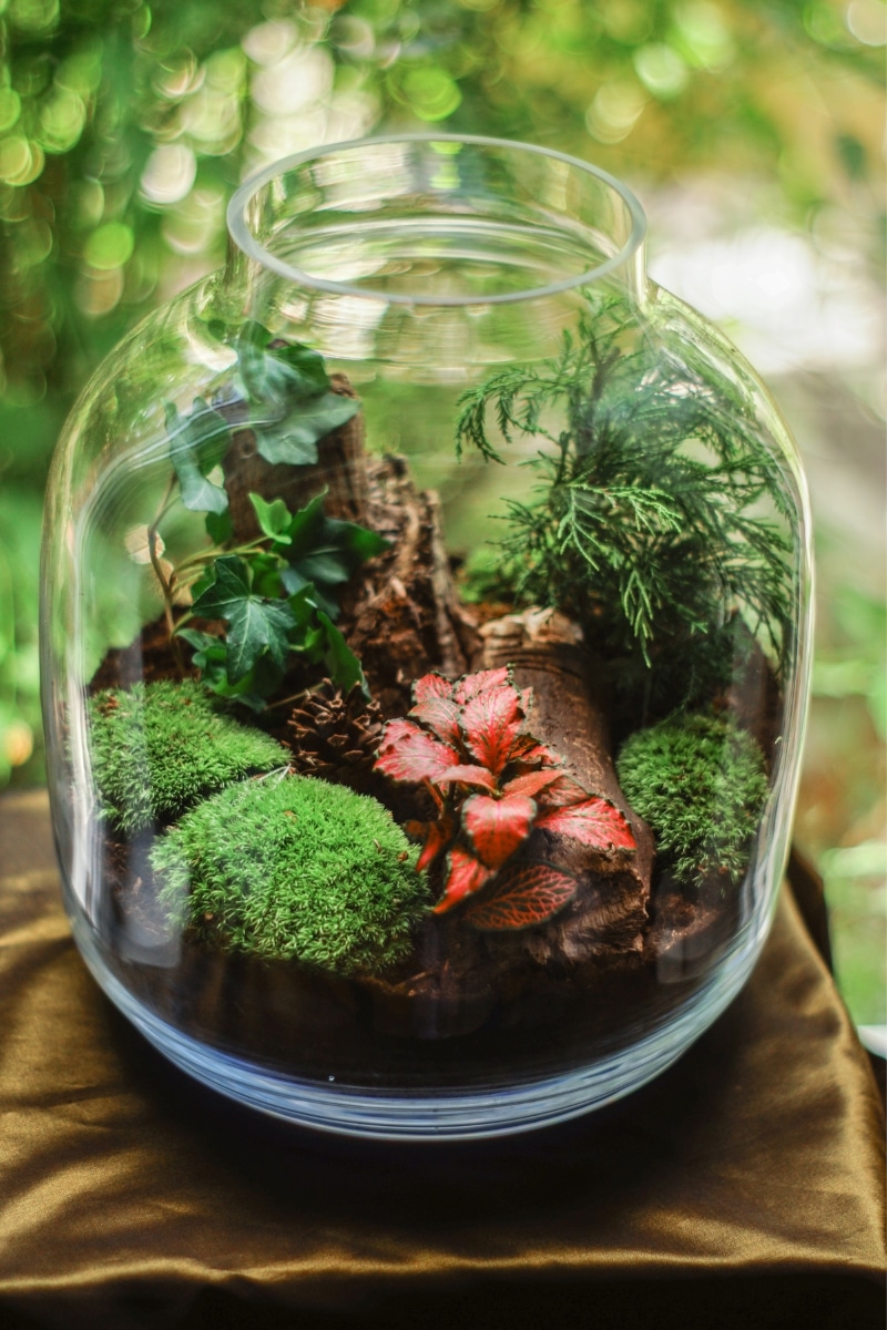 Terrariums de Noël