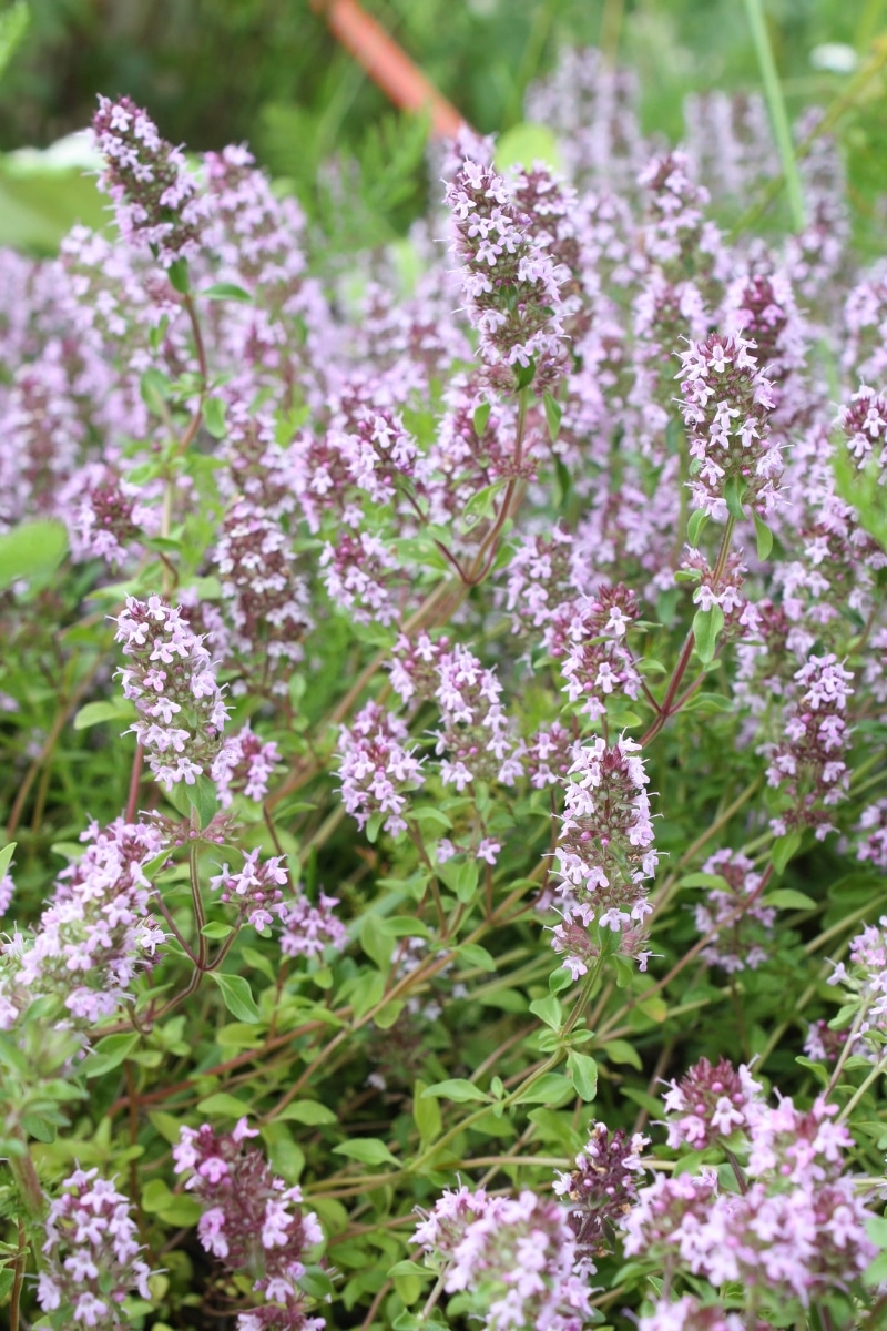 Thymus pseudolanuginosus