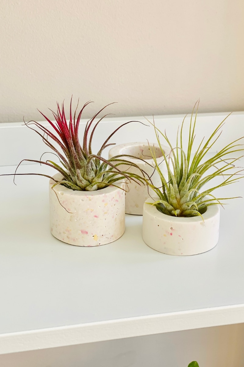 Tillandsia en pot