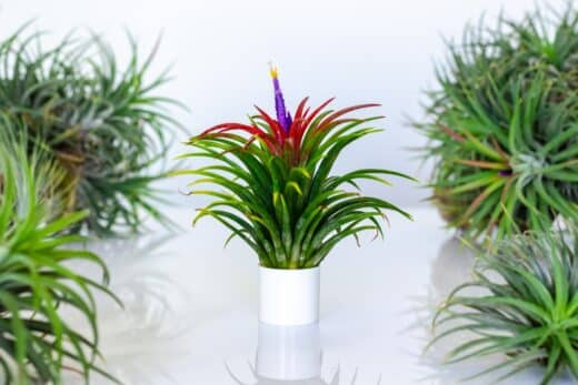 À épingler : Tillandsia : les astuces infaillibles pour cultiver la « fille de l’air » !