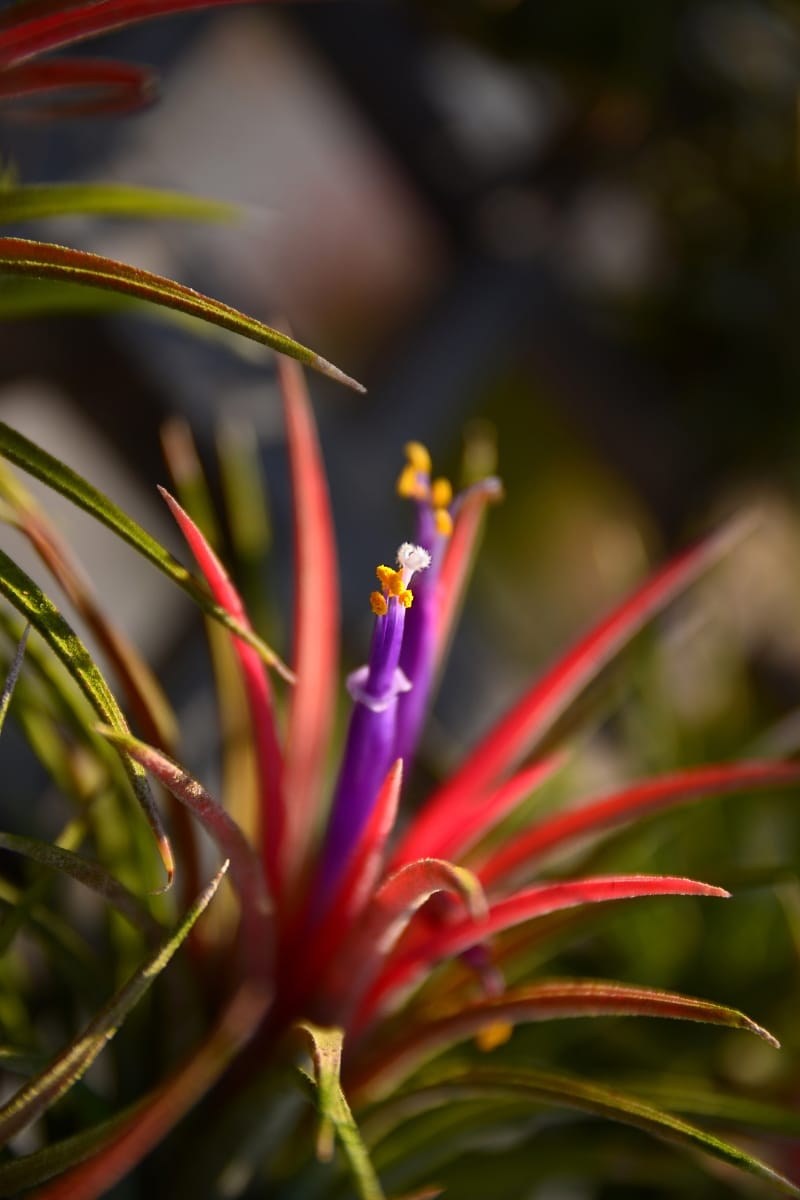 Tillandsia