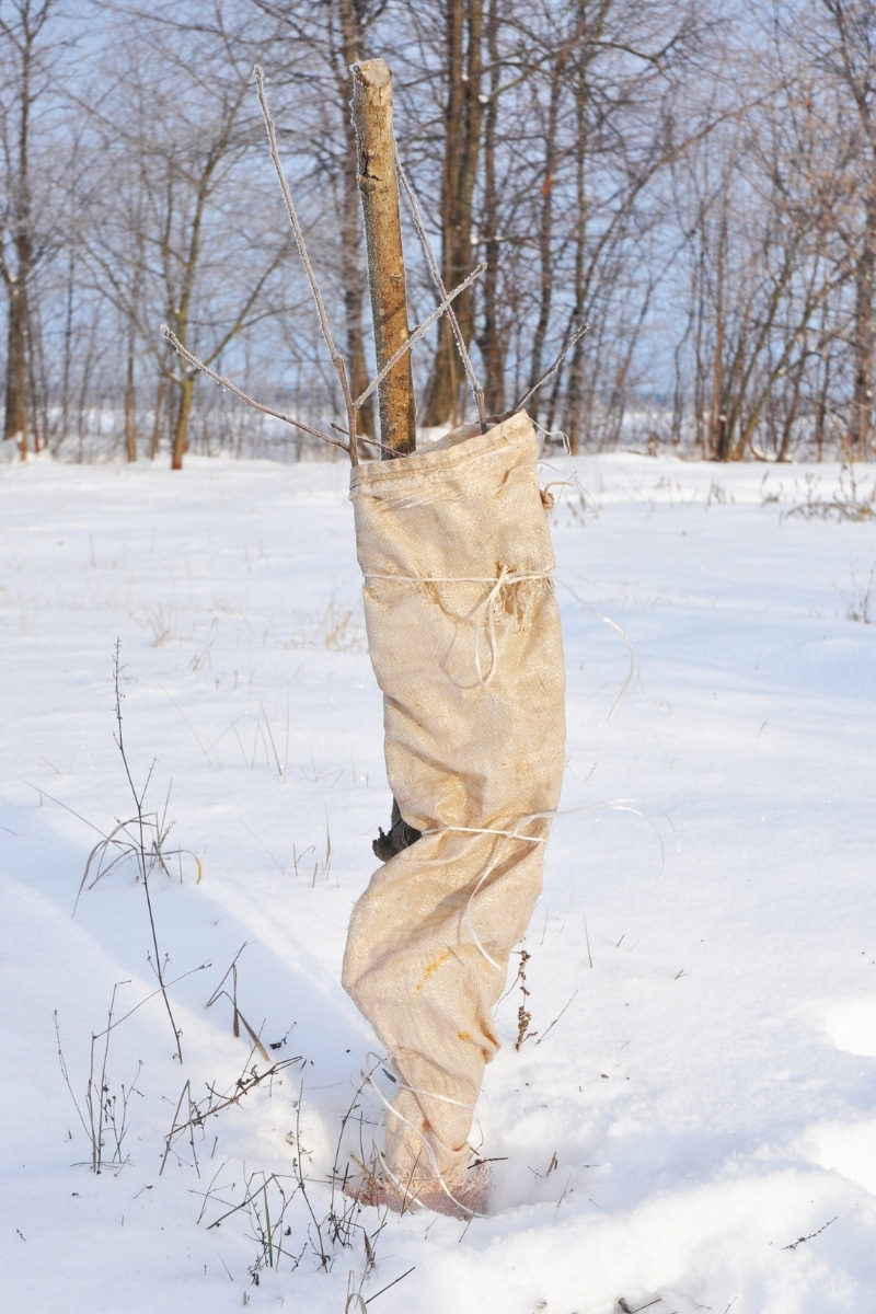 Un arbre fruitier protéger du froid de l'hiver