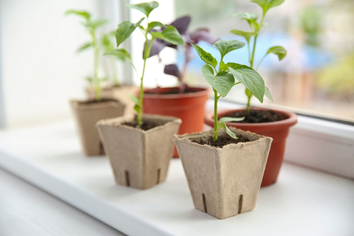 Un potager d'hiver chez vous ? Voici 7 légumes faciles à cultiver en intérieur !