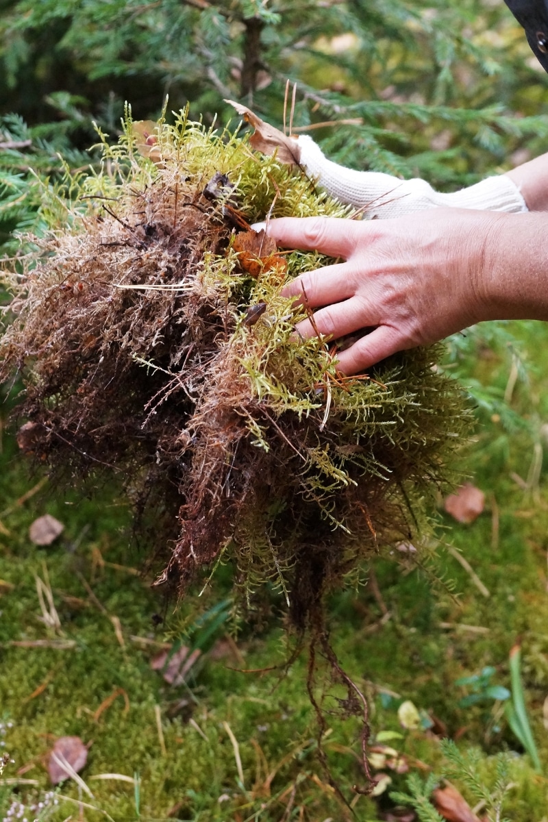 Ajouter de la sphaigne à ses plantes