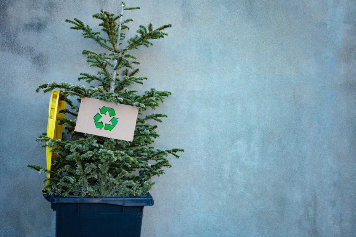 Après Noël ne jetez pas votre sapin ! Voici comment le recycler au profit de votre jardin !