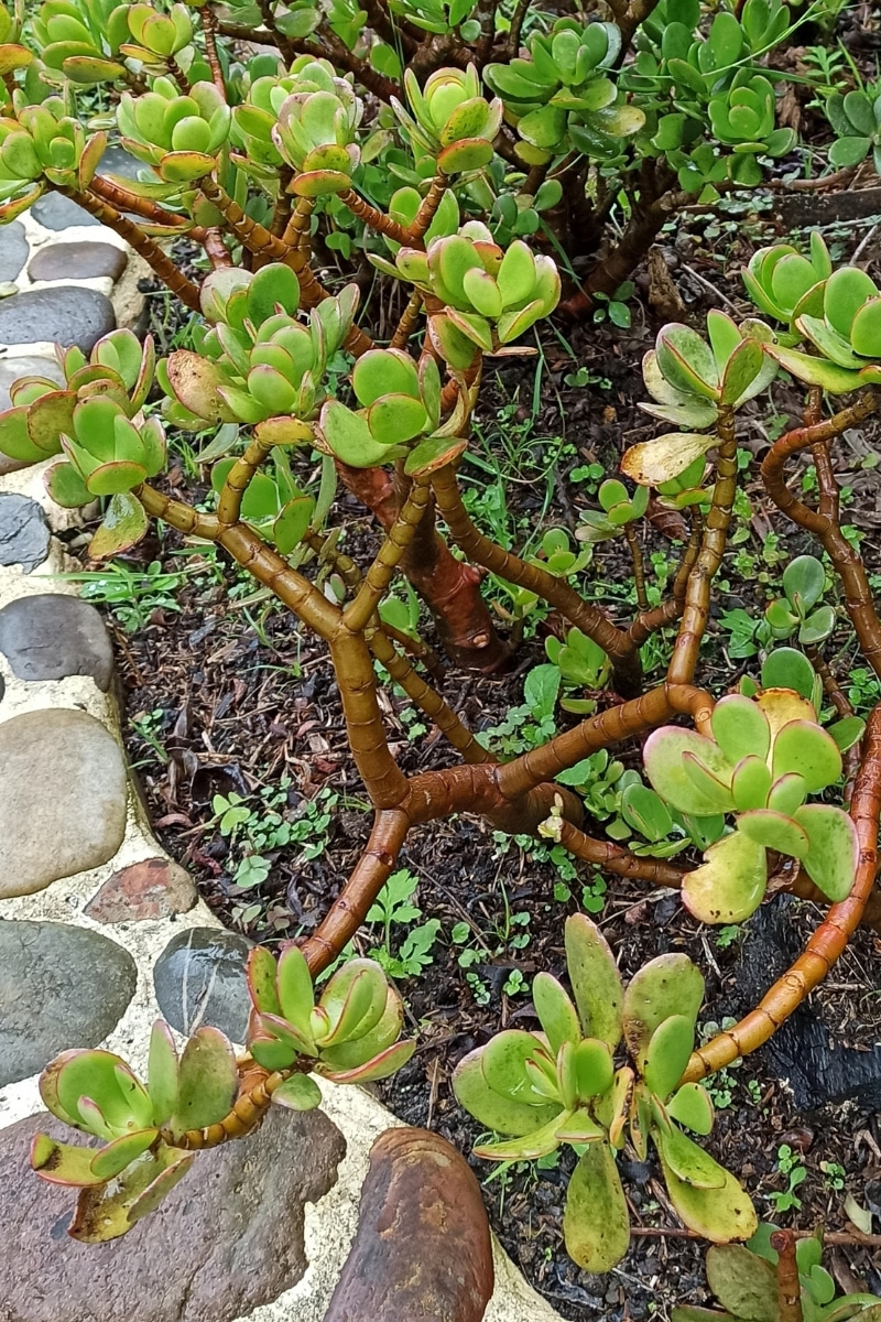 Arbre de jade planté en extérieur