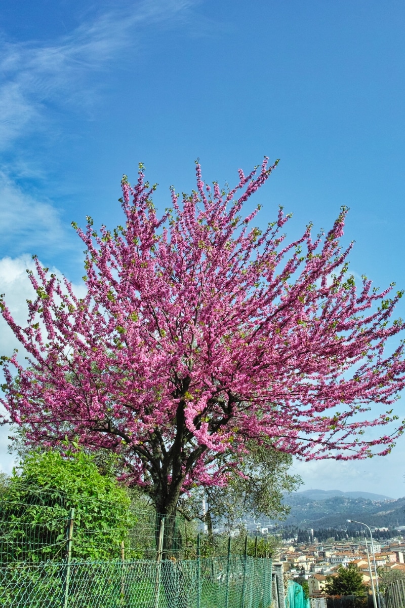 Arbre de Judée