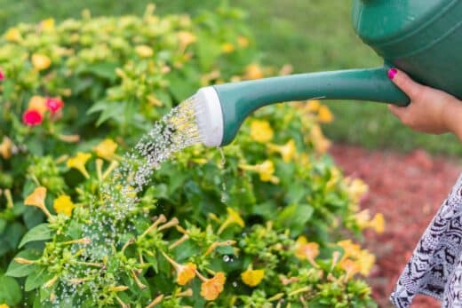 À épingler : Arroser ses plantes avec autre chose que de l’eau ? Les alliés méconnus pour un jardin florissant !