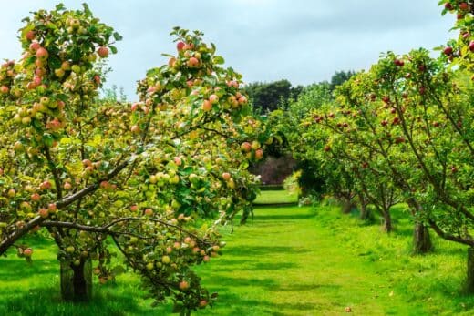 À épingler : Attention jardiniers ! Voici les arbres à planter en janvier pour un jardin éblouissant !