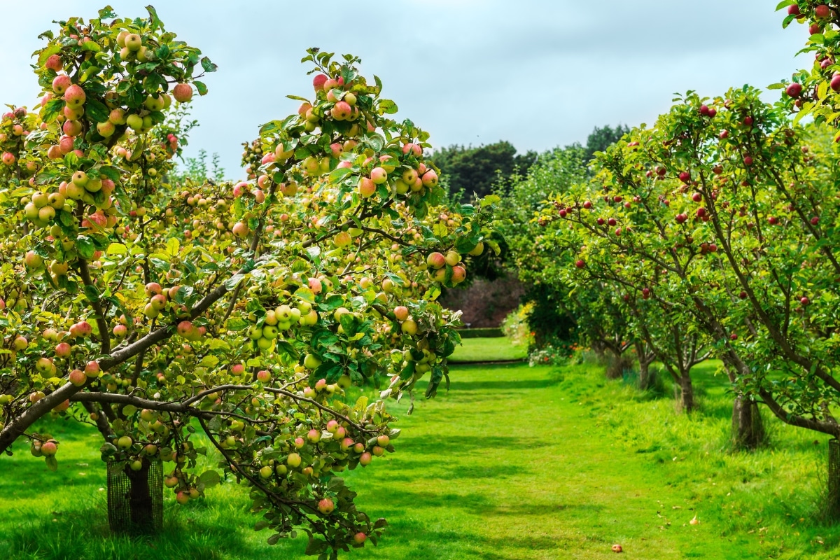 Attention jardiniers ! Voici les arbres à planter en janvier pour un jardin éblouissant !