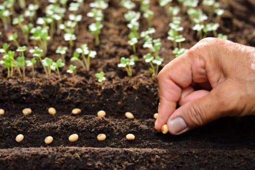 À épingler : Attention jardiniers ! Voici les graines à absolument semer en janvier