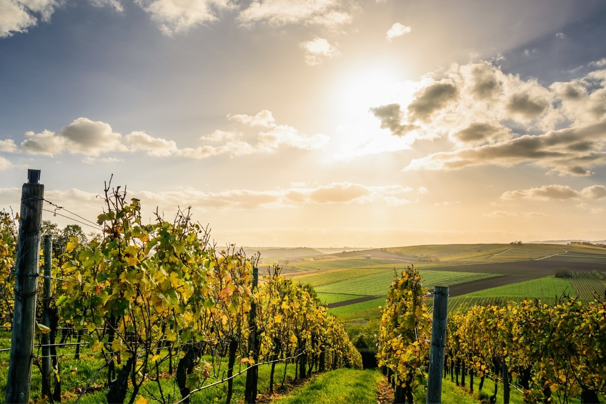 Attention vignerons ! Sauvez vos vignes cet hiver avec ces gestes cruciaux !