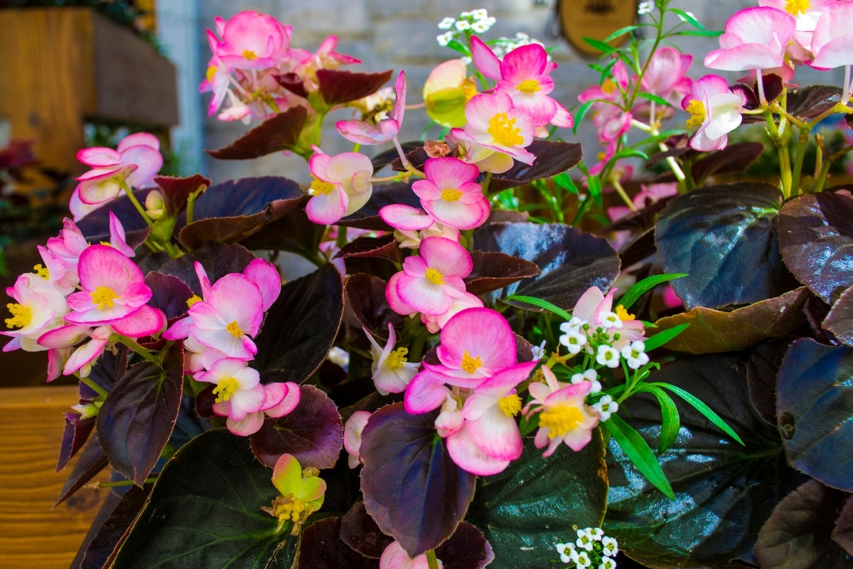 Bégonias en pot