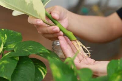 Bouturage à l'eau : le secret des jardiniers pour une multiplication magique de vos plantes !