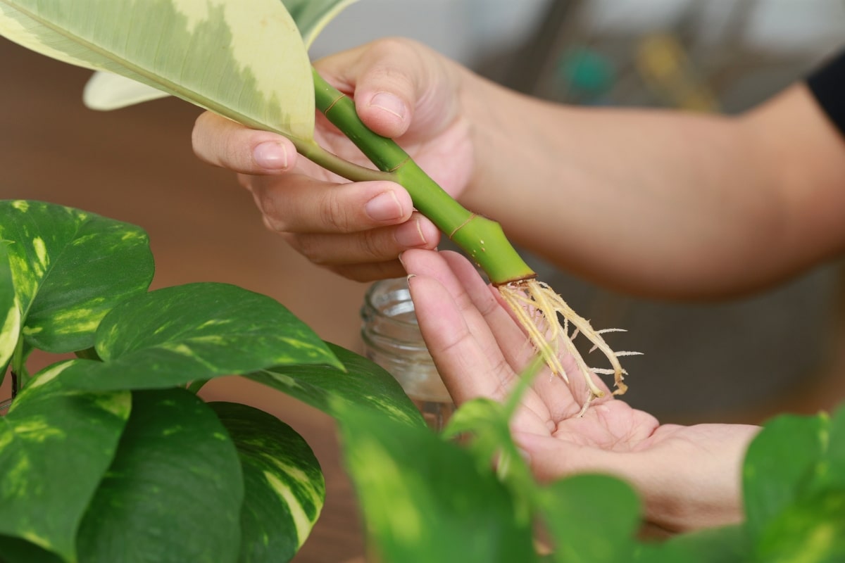 Bouturage à l'eau : le secret des jardiniers pour une multiplication magique de vos plantes !