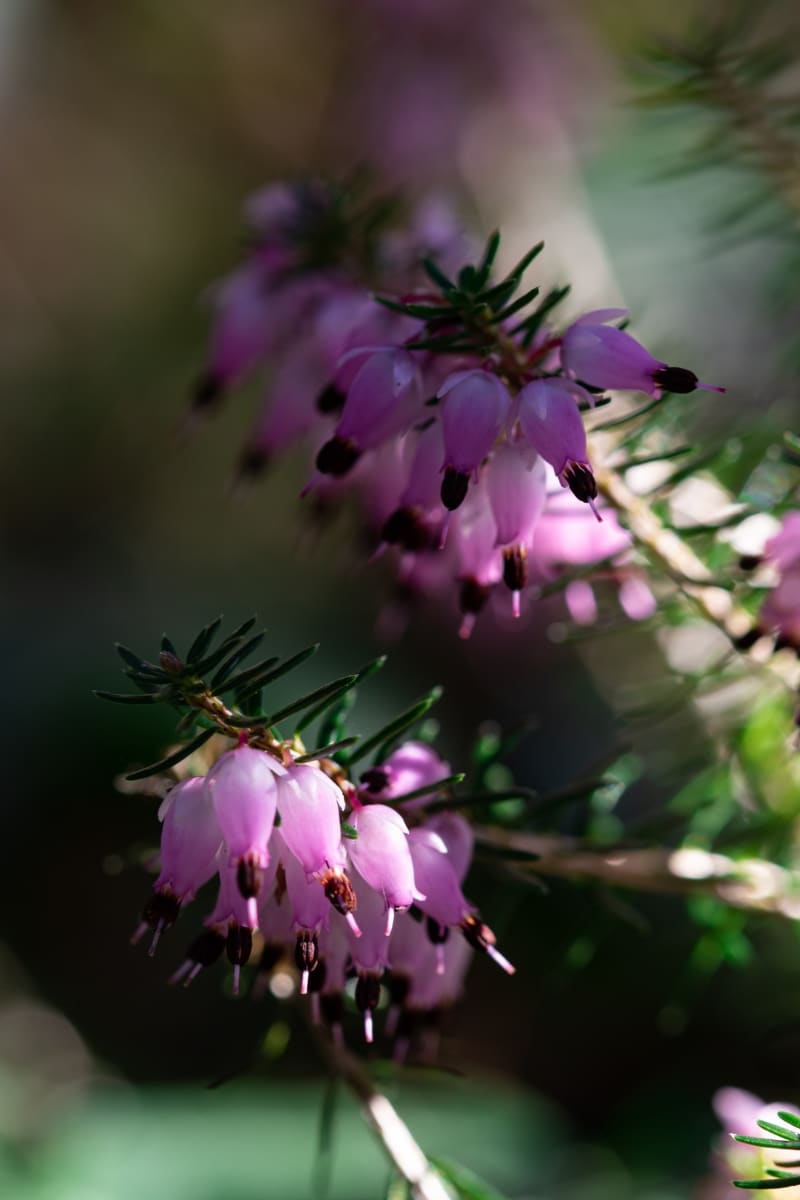 Bruyère d'hiver