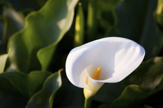 À épingler : Ces fleurs du jardin frileuses qu’il faut absolument protéger en hiver !