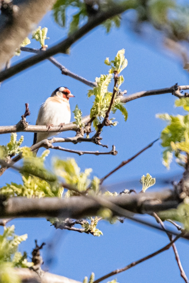 Chardonneret sur un arbre