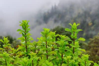 De la menthe au jardin en hiver