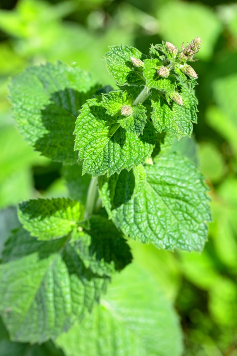 De la menthe au jardin