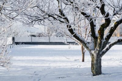 De la neige sur vos arbres ? Risques et solutions pour un jardin sain en hiver !