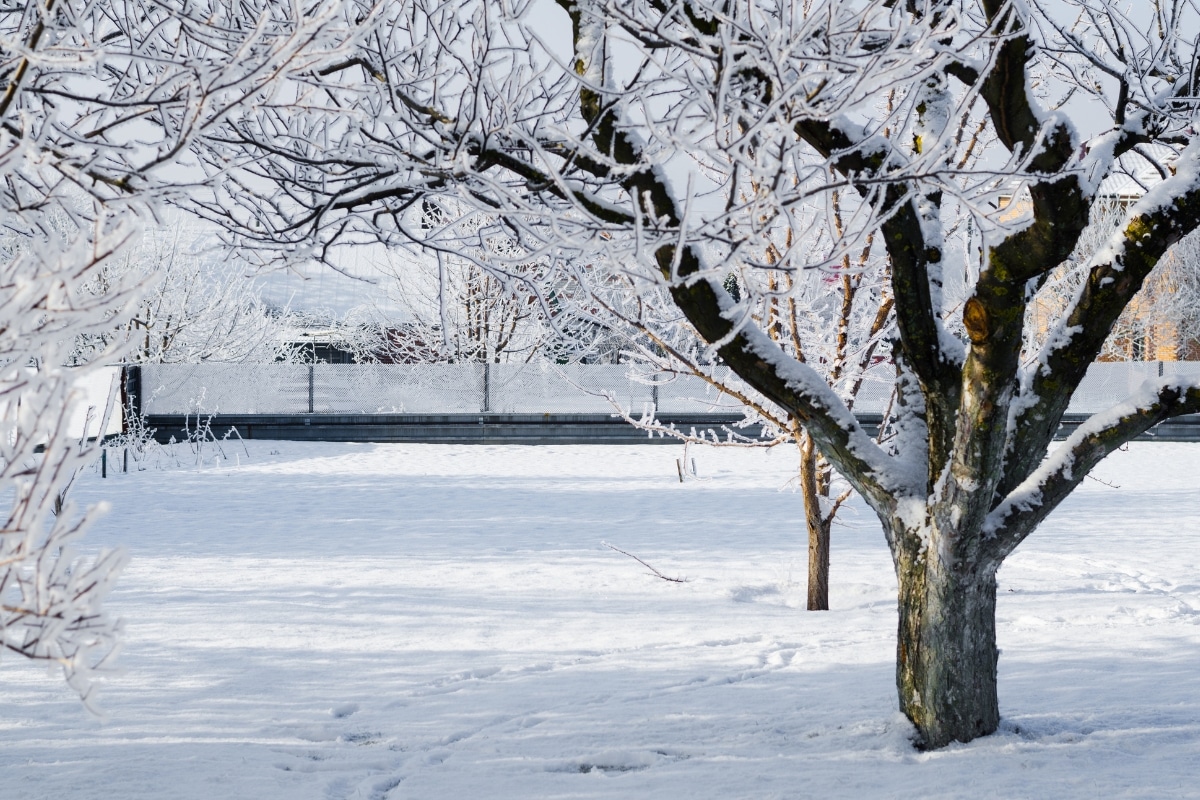 De la neige sur vos arbres ? Risques et solutions pour un jardin sain en hiver !