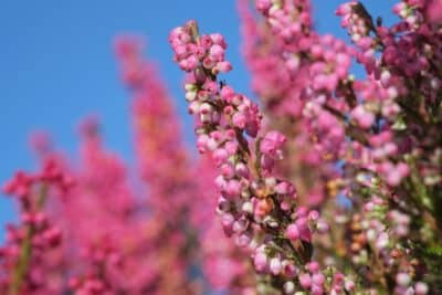 Des bruyères d'hiver dans votre jardin ? Conseils pour un entretien réussi et une floraison éclatante !