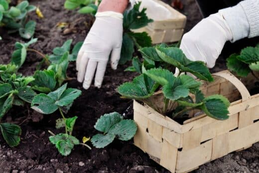 À épingler : Protéger vos fraisiers en hiver : guide complet pour des récoltes printanières abondantes !