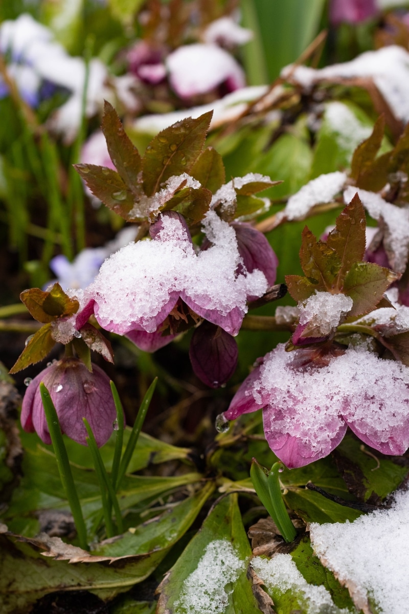 Des plantes recouvertes de neige