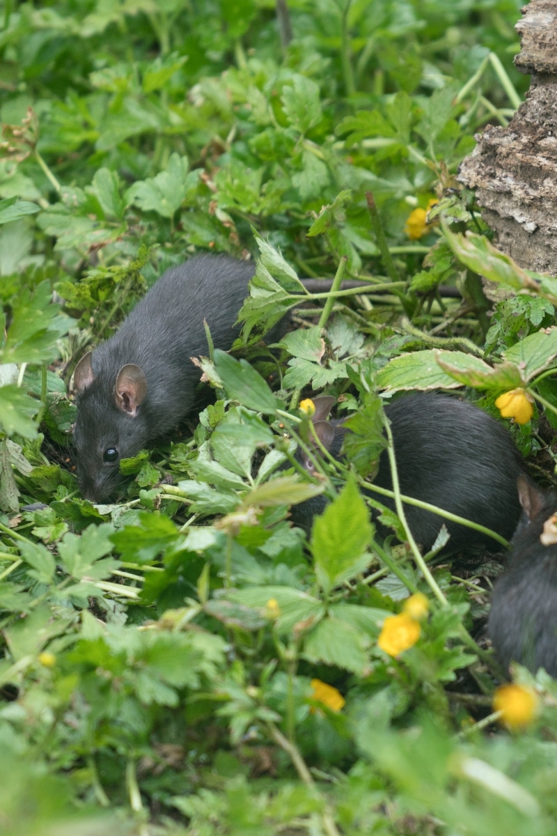 Des rats au jardin
