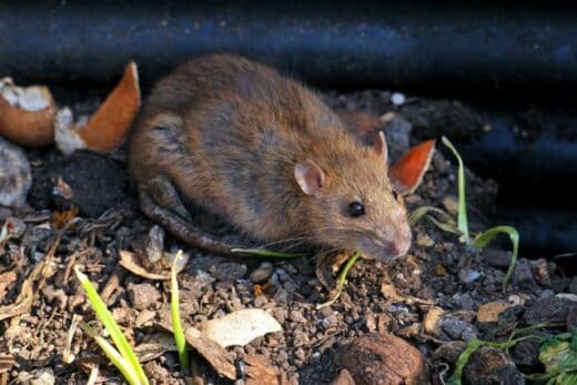 À épingler : Des rats dans le compost ? Voici les méthodes infaillibles pour les repousser !