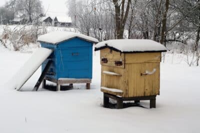 Des ruches d'abeilles sous la neige en hiver