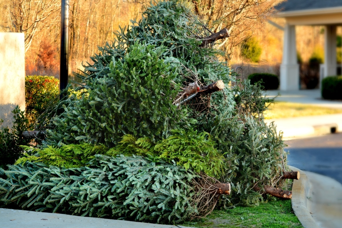 Des sapins transformés en compost ? Le geste écolo adopté par les français cette année !