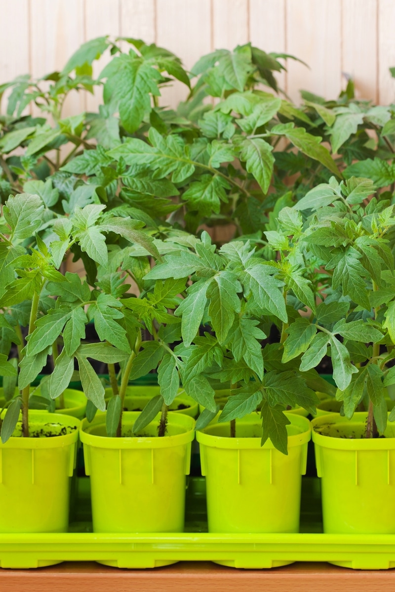 Des tomates en pots