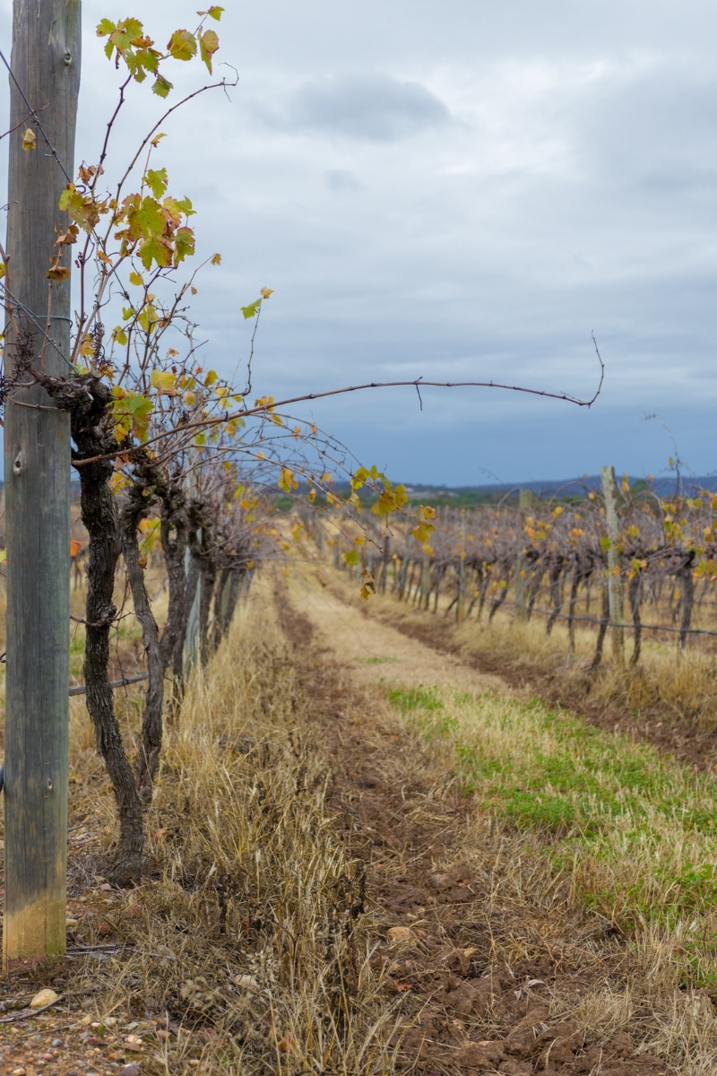 Des vignes en hiver